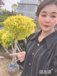 冠幅80厘米金叶榆球