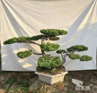 12公分造型黑松