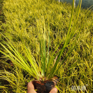 高度40厘米金叶菖蒲