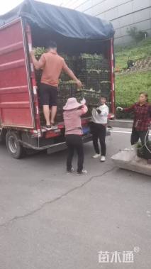 高度18厘米一串红