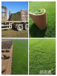 草卷状百慕大草