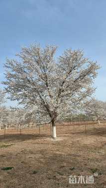 15公分染井吉野樱