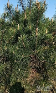 高度2500厘米油松