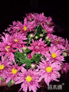 高度20厘米地被菊