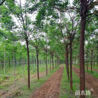 16公分苦楝树