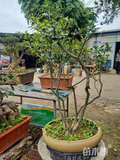 高度1000厘米迎春花
