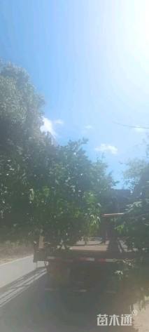 高度100厘米山茶花