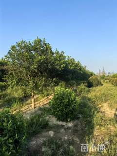 8公分香泡