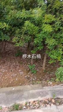 14公分椤木石楠