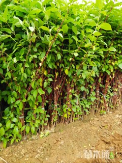 高度100厘米红瑞木