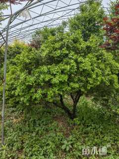 冠幅2000厘米瓜子黄杨球