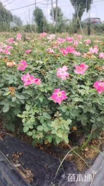 高度40厘米大花月季