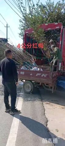 3公分红梅