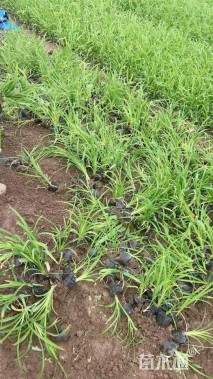 高度25厘米萱草