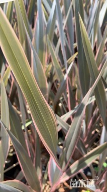 高度60厘米赛亚麻