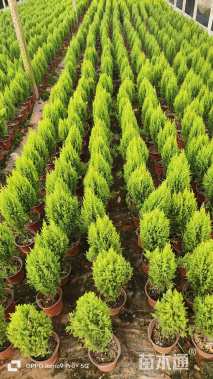 高度20厘米甘松