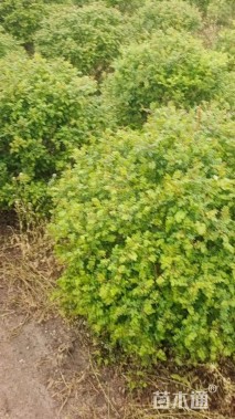 冠幅150厘米黄刺枚球