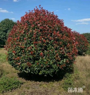 冠幅150厘米红叶石楠球