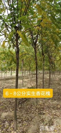 6公分香花槐