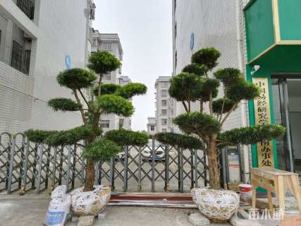 原生苗造型罗汉松