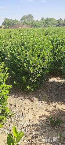 冠幅80厘米大叶黄杨球