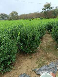 高度50厘米卫矛