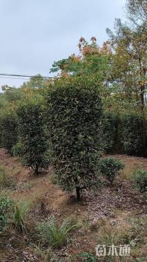 高度250厘米红叶石楠柱