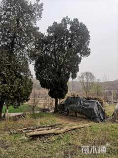 高度1100厘米柏树