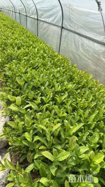 高度30厘米欧洲荚蒾