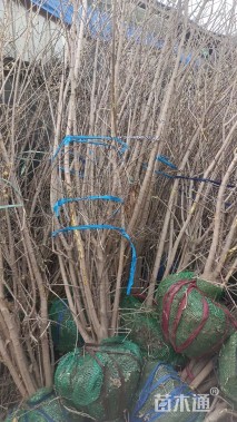 高度300厘米丛生蜡梅