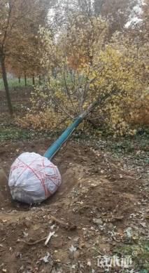 12公分美国红枫