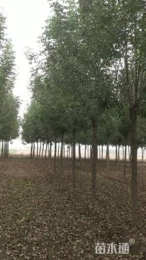 8公分速生白蜡