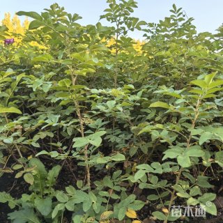 10公分秤锤树