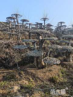 80公分对节白蜡