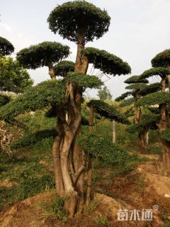 30公分对节白蜡