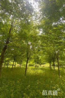 11公分三角枫