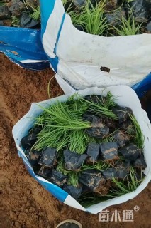 高度20厘米青绿苔草
