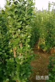 高度230厘米北海道黄杨