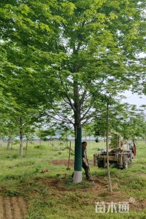 20公分美国红枫
