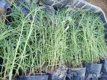 高度10厘米碱蓬草
