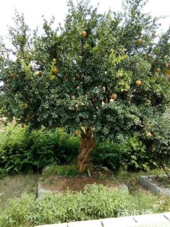 高度400厘米石榴