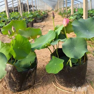 高度110厘米荷花