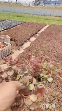 高度15厘米红景天