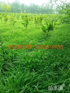 高度30厘米金娃娃萱草