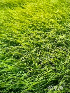 高度50厘米条穗苔草