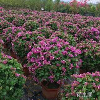 冠幅50厘米三角梅球