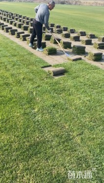 草卷状百慕大草