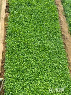 高度6厘米虞美人