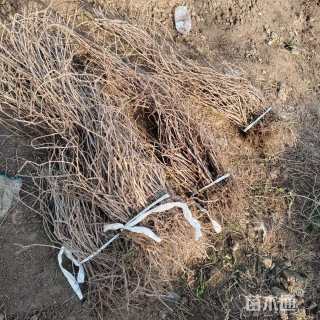 100厘米爬山虎