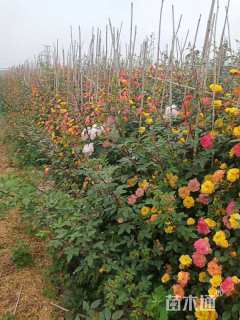 高度50厘米蔷薇